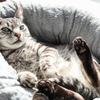猫が気持ちよ～く寝てくれる『快適な寝床』3つの条件　快眠がなぜ大事なのかも解説