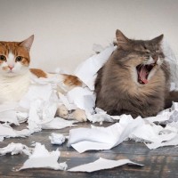 猫が『紙』を食べちゃったときの症状と対処法　防止するための気をつけるべきポイントも
