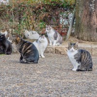 『猫の集会』とは？集まった猫らがやることや集まりやすい時間帯など、ギモンに応える4つの秘密