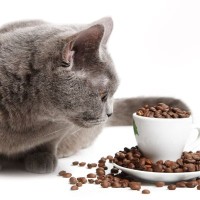 猫に『コーヒー』はNG！その理由と誤飲した場合の症状、対処法を解説