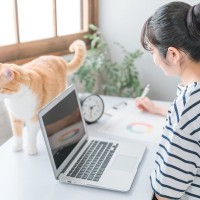 愛猫にとって『在宅ワーク』はストレス？気を付けるべき3つのポイント