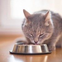 愛猫のごはんに添える『トッピング』5選　いつもの食事にちょい足ししてマンネリ回避