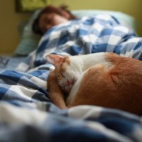 猫が『一緒に寝たがる』5つの理由　逆に添い寝してくれない猫にもワケがある？