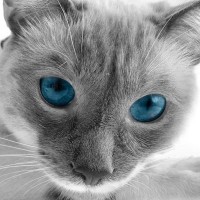 猫の『眉毛』のヒミツ5つ　知っているようで知らないその役割や重要性
