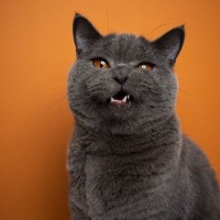 猫の『歯ぎしり』が危険な3つの理由　放置すると起きるトラブルや正しい対処法を解説