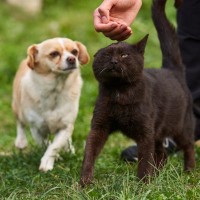迷うことなく反撃！勇敢な猫、コヨーテの攻撃から「兄弟犬」を救う　米国