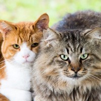猫の『寿命』を決定する4つの要素　被毛のタイプや猫種によっても左右される？