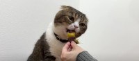大好きな焼き芋を夢中で食べる猫ちゃんが可愛い♡