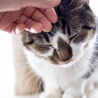 猫にちゃんと伝わる『褒め方と叱り方』5選　愛猫にわかってもらうためのポイントとは