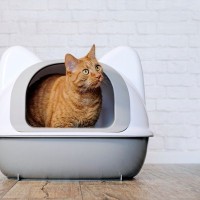 猫トイレがクサいときに実践したい『ニオイ対策』3つ　ひと手間かけて快適なトイレ環境をキープしよう