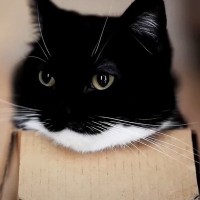 猫は「数年愛用している箱と新しい箱」どっちを選ぶ…？　驚きの結果に『素晴らしいニュース』『可愛すぎる』の声