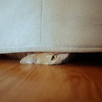 猫が『隠れやすい場所』3つとその理由　入り込んでほしくない場所への対策も