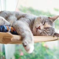 猫を長生きさせる『理想の環境作り』4つの秘訣　あなたの工夫次第で愛猫の寿命が延びる？