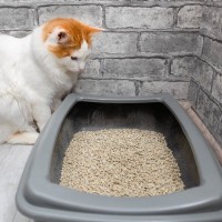 猫を困らせる『トイレの問題』5つ　愛猫の粗相やトイレトラブルは飼い主さんに原因が？