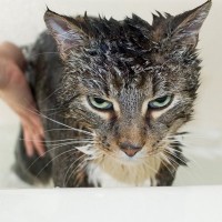愛猫に『水』に慣れてもらう5つの方法　そもそも猫はなぜそんなに水を嫌うの？
