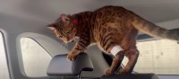 『聞いてないニャ…！』動物病院に連れて行かれ、激怒する猫ちゃん
