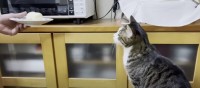 ふくらむ好奇心…！トースターのお餅をガン見する猫ちゃん
