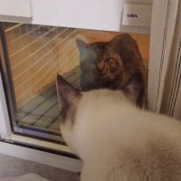 突然窓から顔を出したボス猫と家猫の対面…凄まじい圧力に『ハラハラしちゃった』『ちょっとホラー』驚きの声続々