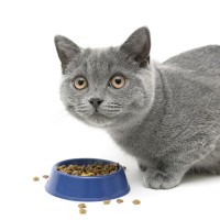 『食べ方がヘタな猫』の原因4つ　うまく食事をサポートしてあげるためのアイデアも