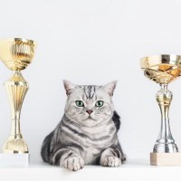 長生き猫さんに贈られる「長寿動物表彰」とは？対象になる猫や表彰してもらう方法をご紹介