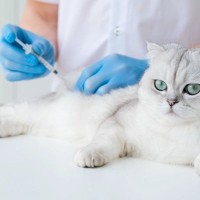 「ワクチンを嫌う人は犬猫へのワクチン接種も控えがち」米国の研究で判明
