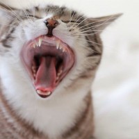 実は危険な『猫の口内炎』よく見られる3つの症状や治療法　一度かかると治らないって本当？
