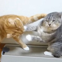 『マタタビを巡ってガチ喧嘩する猫2匹』想像以上に激しい争いの様子に「こんななるんだｗｗ」「たまらないね」爆笑の声多数