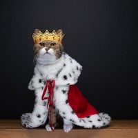 猫が持っているすごい『肩書』5選　市長、城主…世界に実在したエライ猫たち