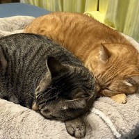 猫も同居すると似る…？仲良しな2匹の寝姿に「見事なシンクロ」3.6万いいねを集める