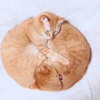 『こたつで丸くなる2匹の猫』綺麗な円の形に2万5000人がハートを奪われる 「本気でドーナツに見えた」「まんまるーｗ」の声