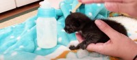 保護されたばかりの小さな子猫ちゃん　ミルクの匂いに気づき、一生懸命探す姿が尊すぎる…