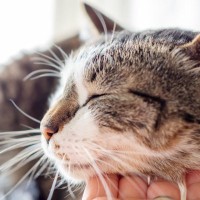 猫と暮らすと健康になる？血圧が下がる、アレルギーを抑制…科学的根拠のある3つの説