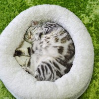 猫と「一緒に寝ない」という選択肢　愛猫と夜、別々に寝ることによるメリット3つ