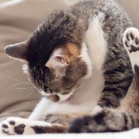 『精神的な負担がかかった猫』に起こりうる4つの病気　ストレスが原因で起きる体の不調と治療法