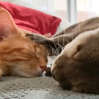 猫の頭を「カワウソ」に撫でさせてみたら…仲良しな2匹の姿に心奪われる人続出 『なんて平和なんだ』『ひたすら癒やされた』の声