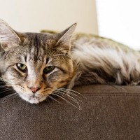 猫にも起こる『骨粗鬆症』に似たトラブル　症状や気をつけたいタイプの猫、治療法を徹底解説