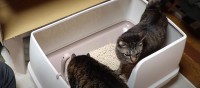 新しいトイレに興味津々！念入りにチェックをする猫ちゃんたち
