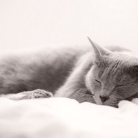 猫が寝てくれないときに試したい『寝かしつけ方法』3つ　お互いの安眠のために取り入れたいアイデア