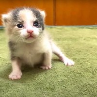 生後2週間の保護子猫がやった行動……一生懸命に生きようとする様子に44万人が注目 『なんか涙が出てくる』『感動した』の声