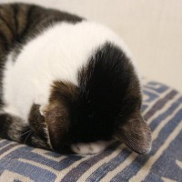 ナゾかわいい「猫のごめん寝」4つの理由　顔がずっぷりクッションに…苦しくはないの？
