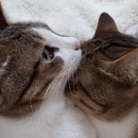 猫の兄妹が見せた『鼻先の温め方』が話題に　仲睦まじい様子に「これは温かいね」1.5万いいねが集まる