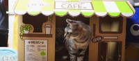 ダンボール製のカフェの店員さんに変身！？箱に入って遊ぶ猫ちゃんたちが可愛い