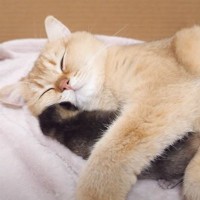 母猫が『睡眠中の子猫』にとった行動…愛情深い光景が幸せすぎると179万再生「最も貴重な瞬間」「これほど純粋なものはない」の声