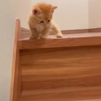 子猫が『初めての階段』に挑戦した結果…マイペースな行動に5万2000人悶絶「困った顔がたまらない」「これは親ばかになる」の声