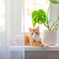 猫と暮らす家にも安心して飾れる『植物』7選　事故防止のために取っておきたい対策も