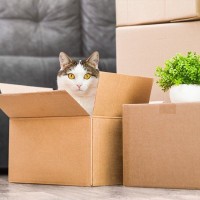 猫との『引っ越し』気をつけるべき4つのポイント　ストレスを少なく乗り切る方法とは