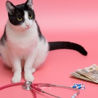 愛猫の『治療費』はどれくらい準備すればいい？代表的な病気・ケガの治療費や入院費用