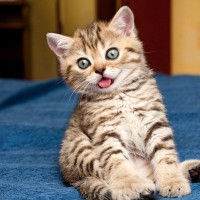 猫が『舌を出しっぱなし』にする4つの原因　かわいいけど、実は病気のサイン？