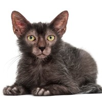 あまりお目にかかれない『レアな猫種』9選　希少な猫たちのユニークな特徴をご紹介