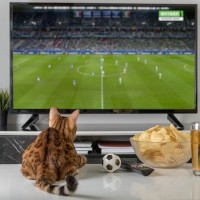 猫が『テレビ』をじーっと観ているときの心理3つ　猫も楽しんでる？好きなタイプの番組は？
